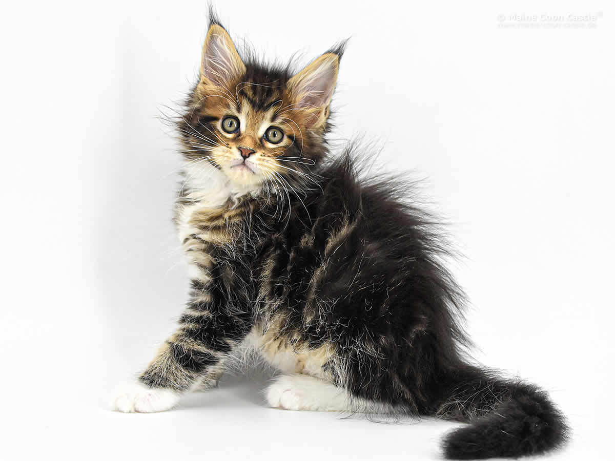 Cyrus 8 Wochen, 1130g Cyrus 8 Wochen