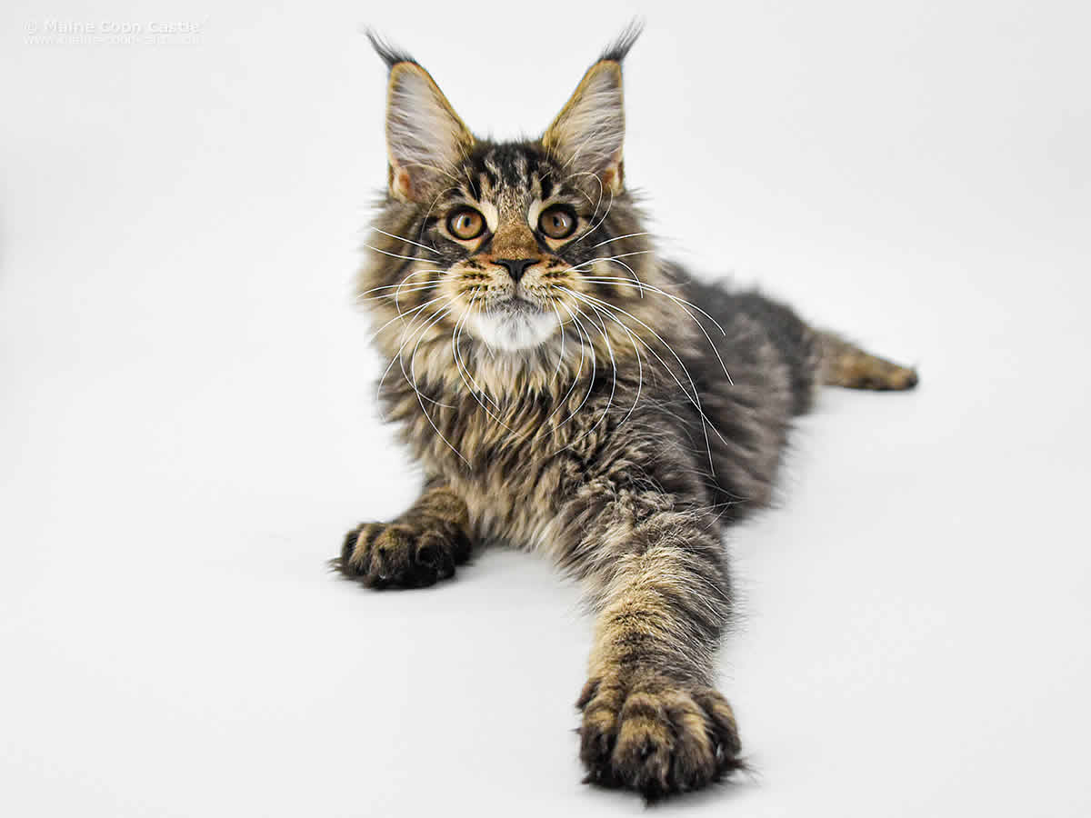 Darky of Maine Coon Castle Darky of Maine Coon Castle