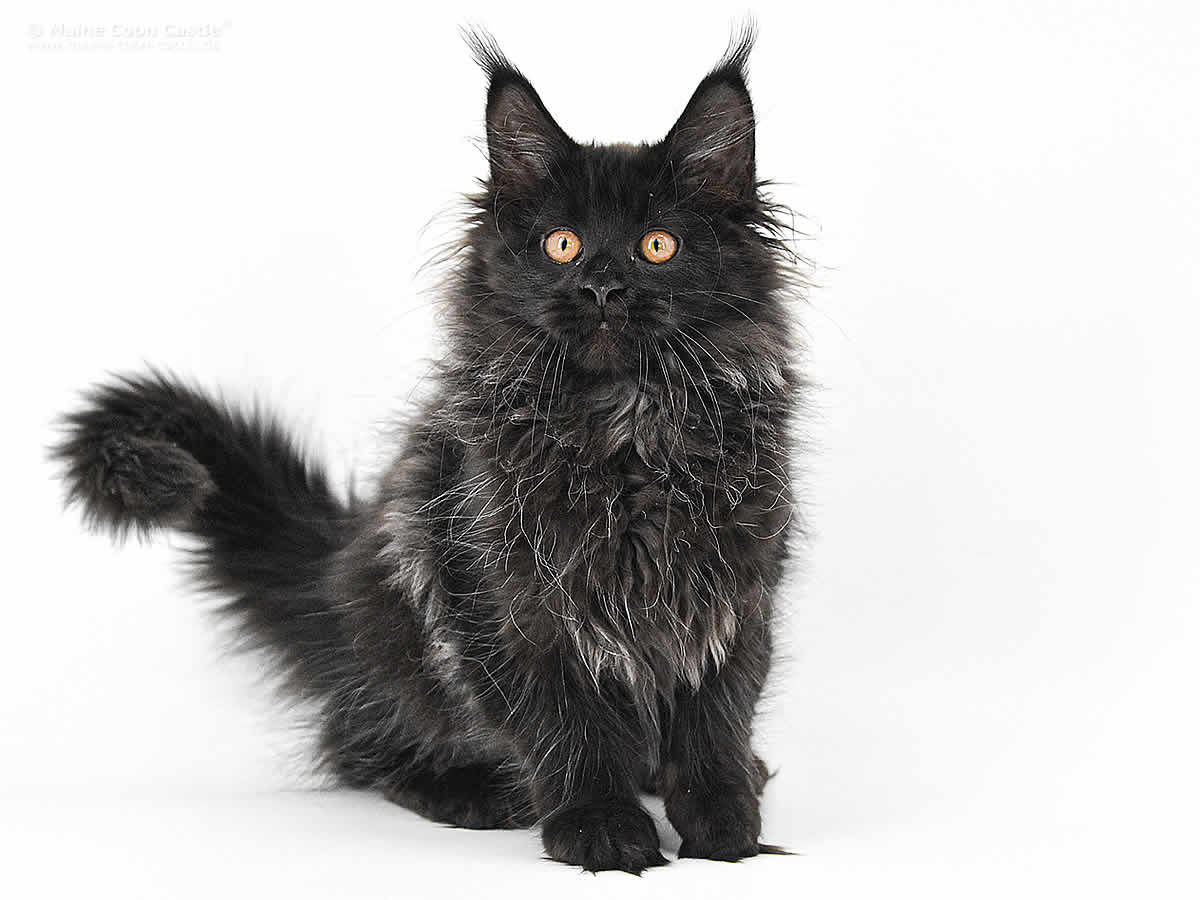 Debby of Maine Coon Castle Debby of Maine Coon Castle