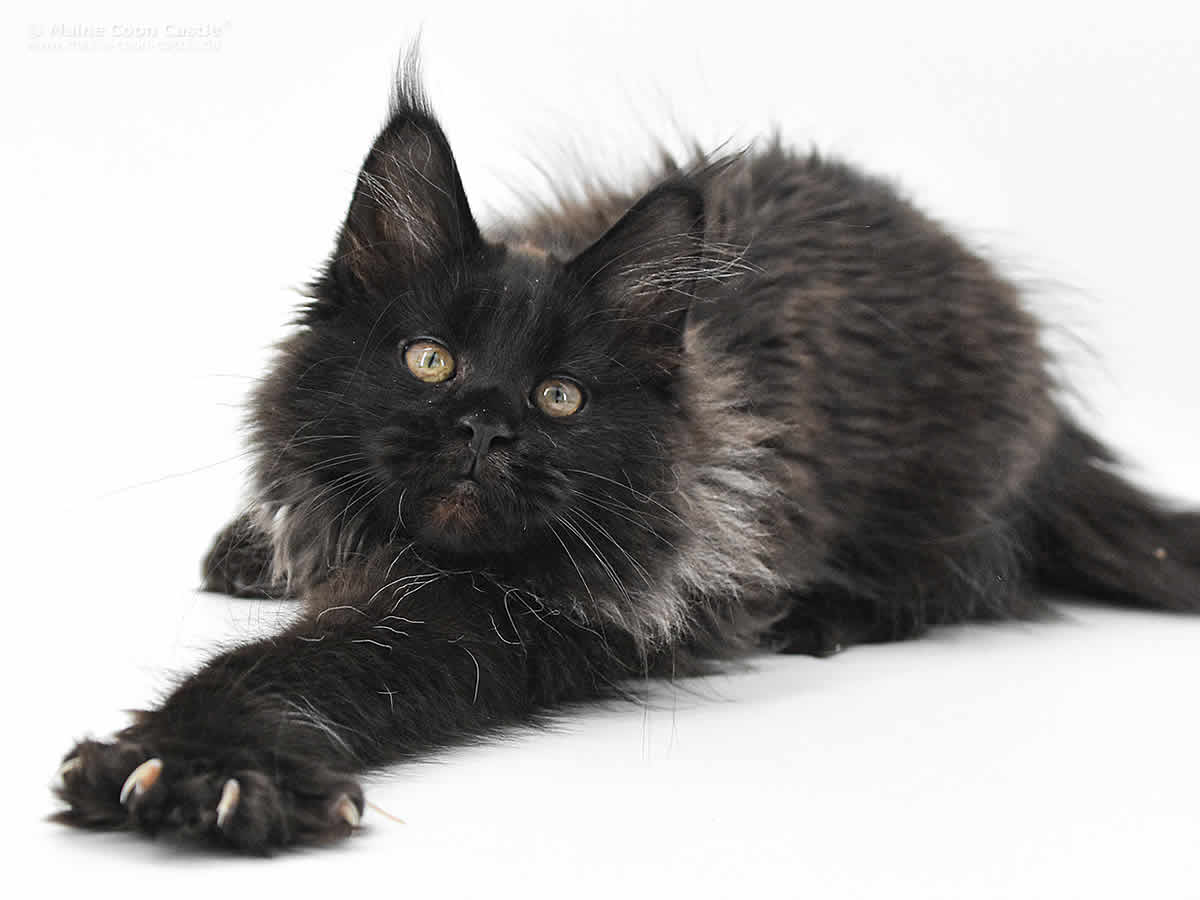 Dora of Maine Coon Castle Dora of Maine Coon Castle