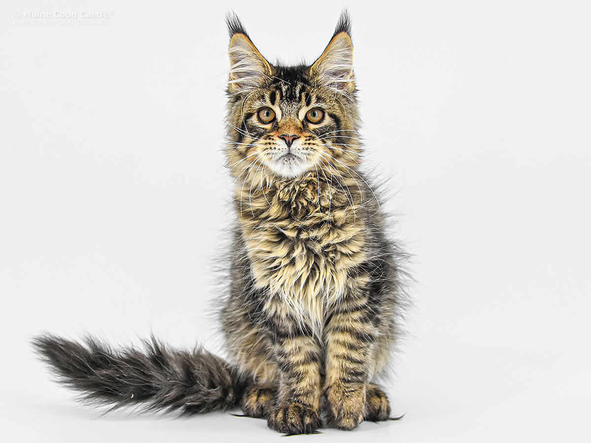 Eda of Maine Coon Castle Eda of Maine Coon Castle