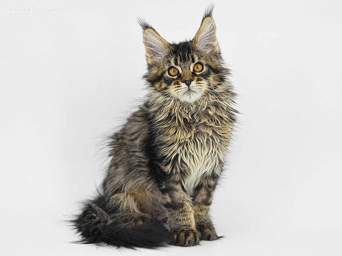 Elea of Maine Coon Castle Elea of Maine Coon Castle