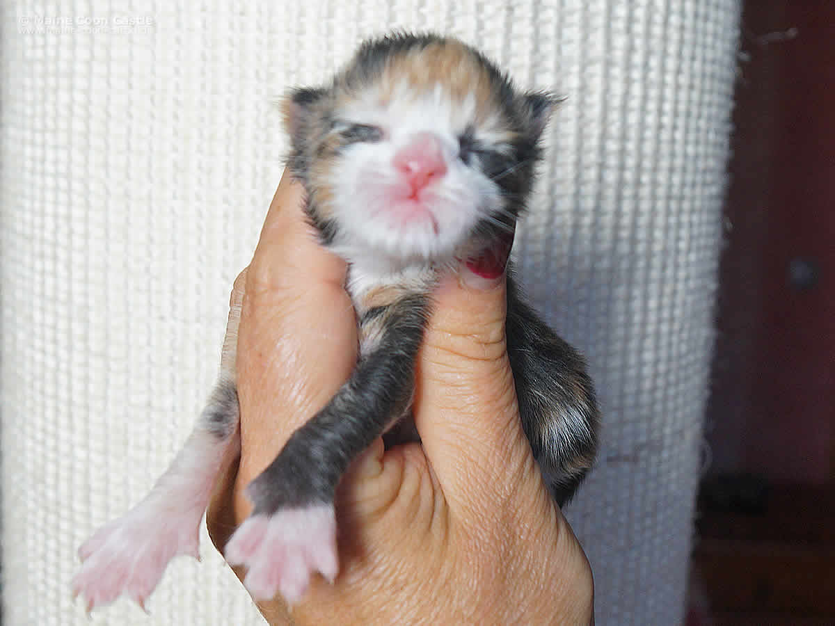 Elena 1 Tag Elena 1 Tag