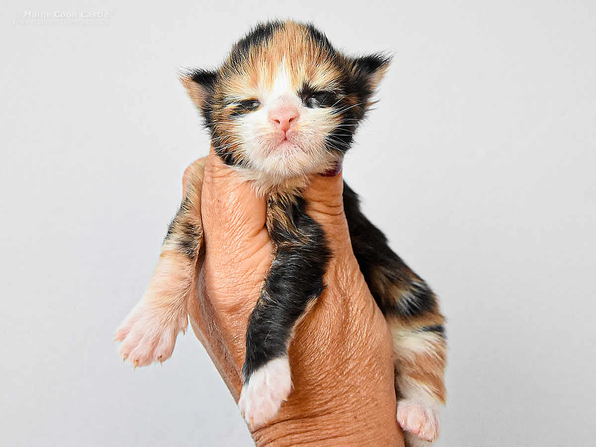 Elena 1 Woche, 243g Elena 1 Woche