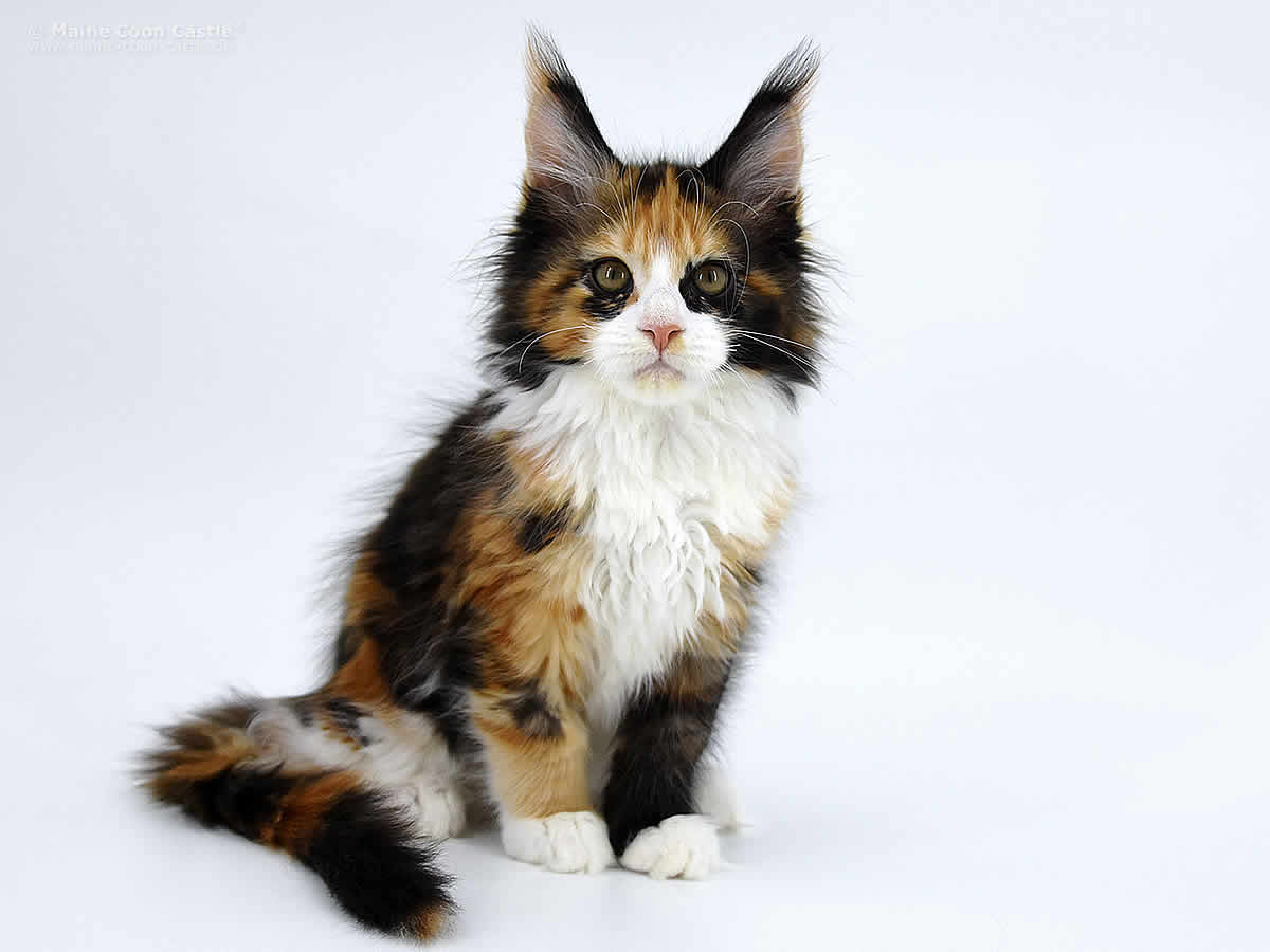 Elena 11 Wochen, 1880g Elena 11 Wochen