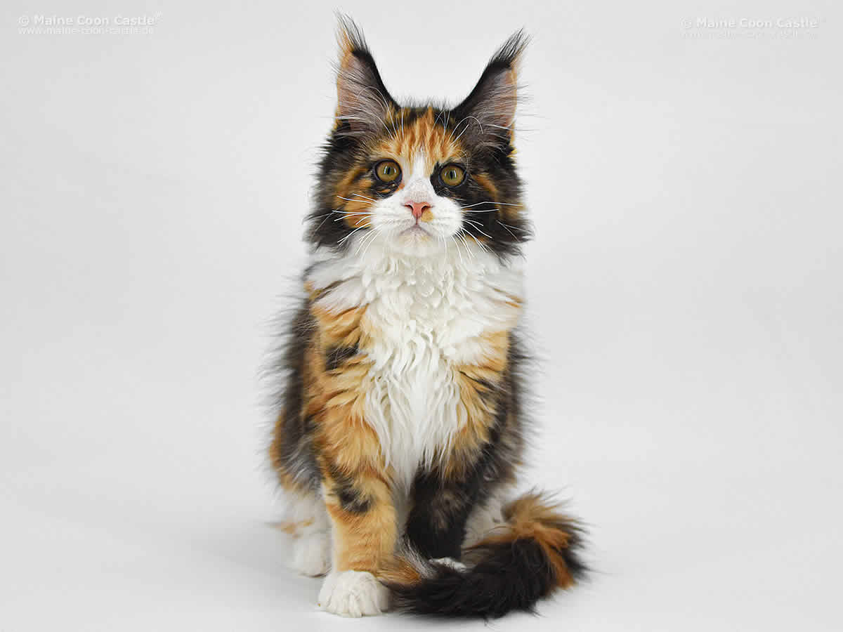 Elena of Maine Coon Castle Elena of Maine Coon Castle