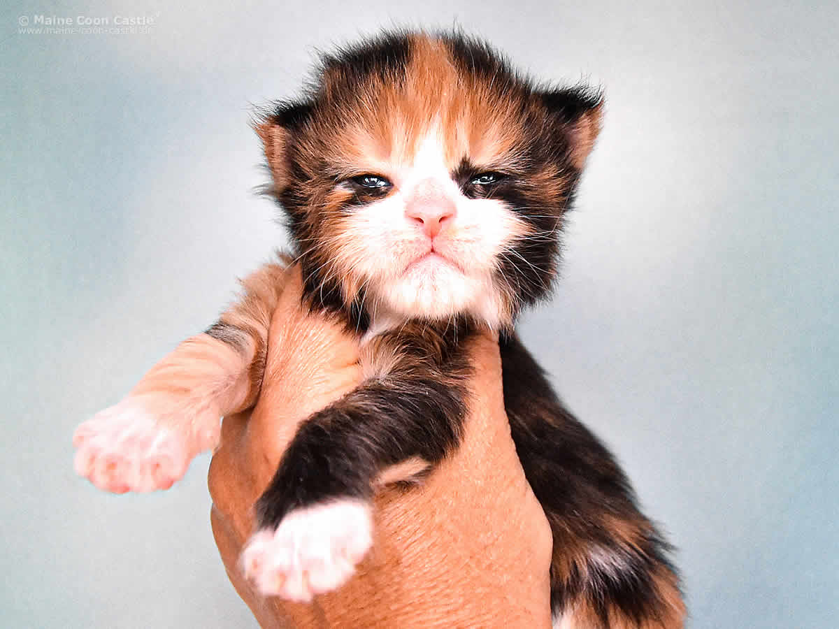 Elena 2 Wochen, 356g Elena 2 Wochen