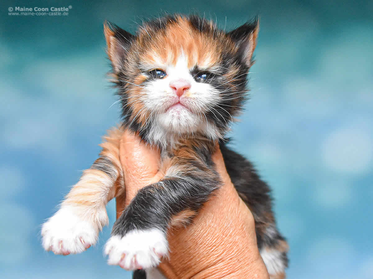 Elena 3 Wochen, 465g Elena 3 Wochen