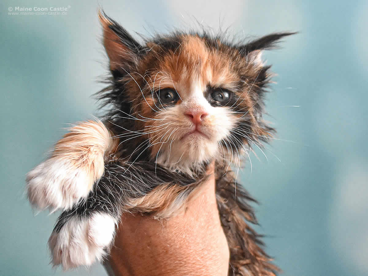 Elena 5 Wochen, 739g Elena 5 Wochen