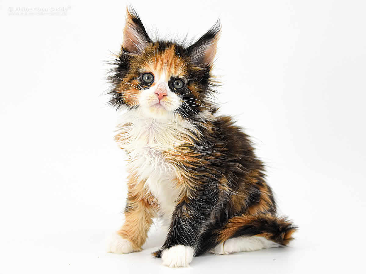 Elena 7 Wochen, 1075g Elena 7 Wochen