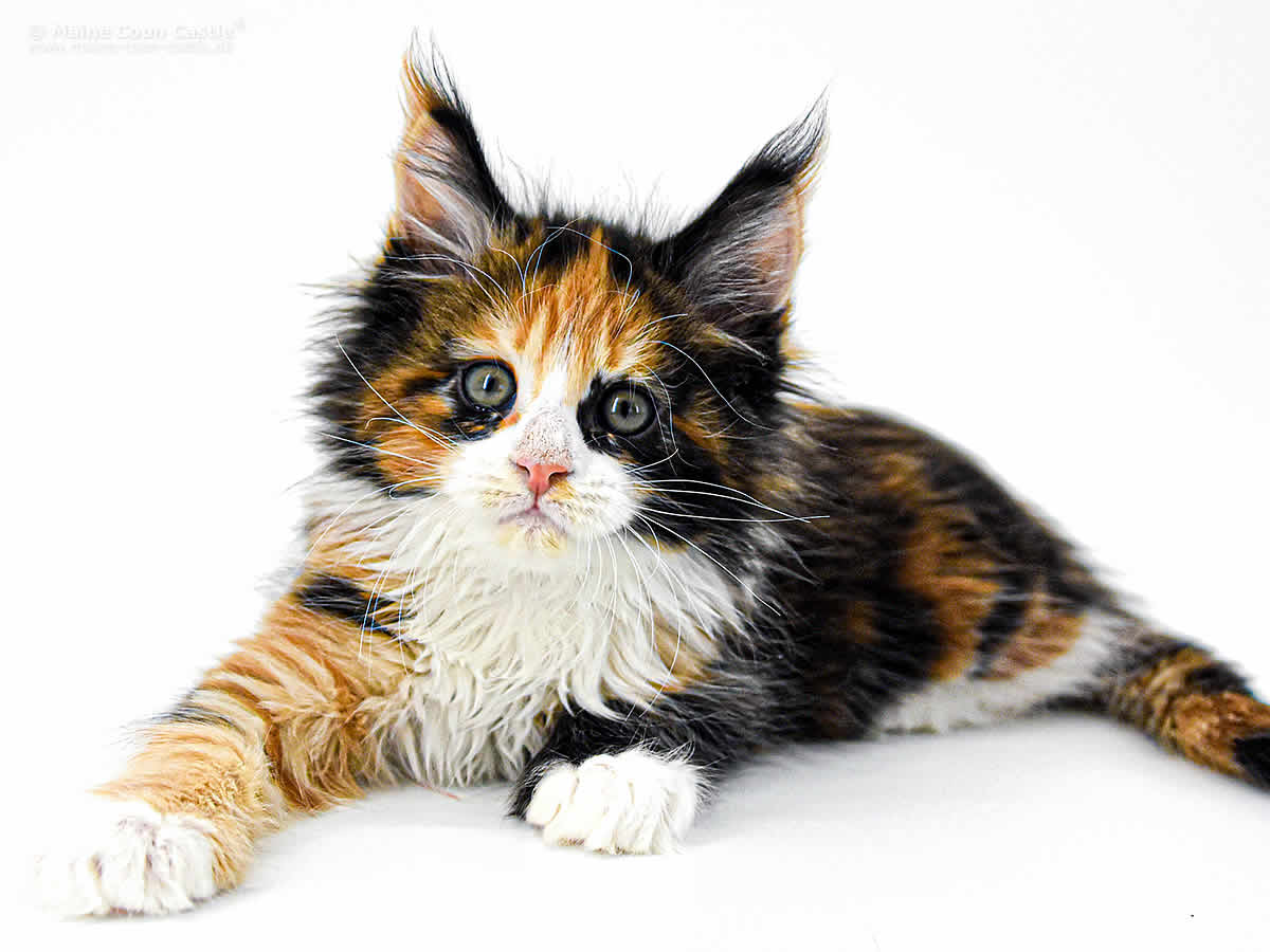 Elena 8 Wochen, 1330g Elena 8 Wochen