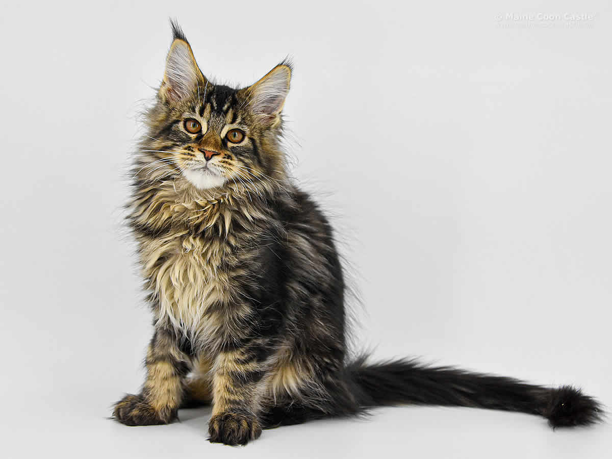Enno of Maine Coon Castle Enno of Maine Coon Castle