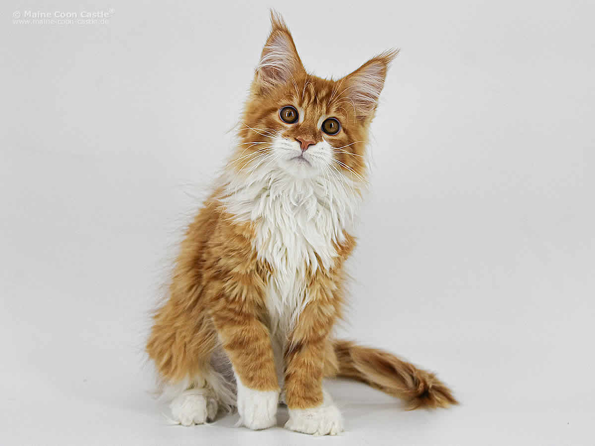 Erik of Maine Coon Castle Erik of Maine Coon Castle