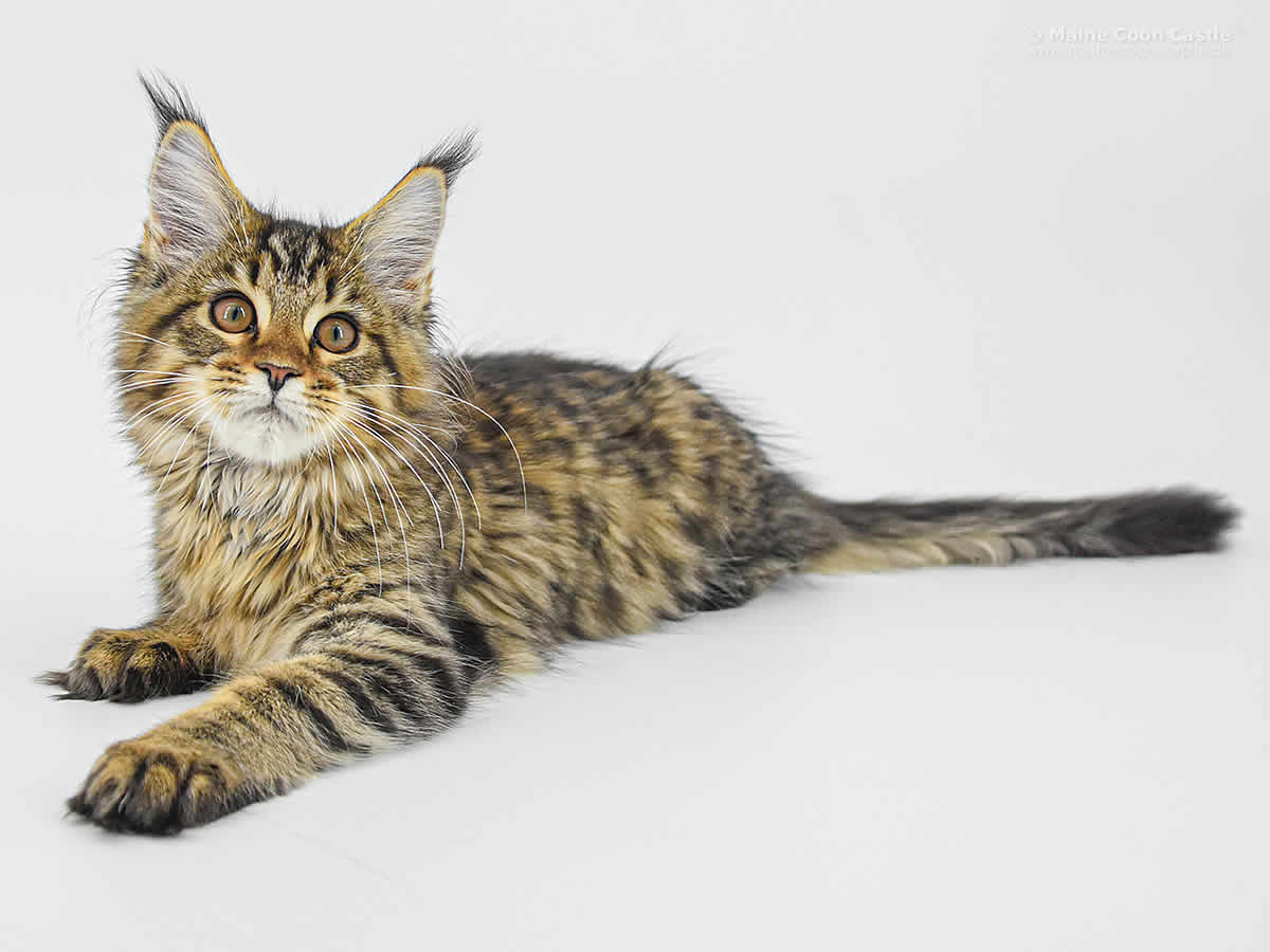 Evi of Maine Coon Castle Evi of Maine Coon Castle