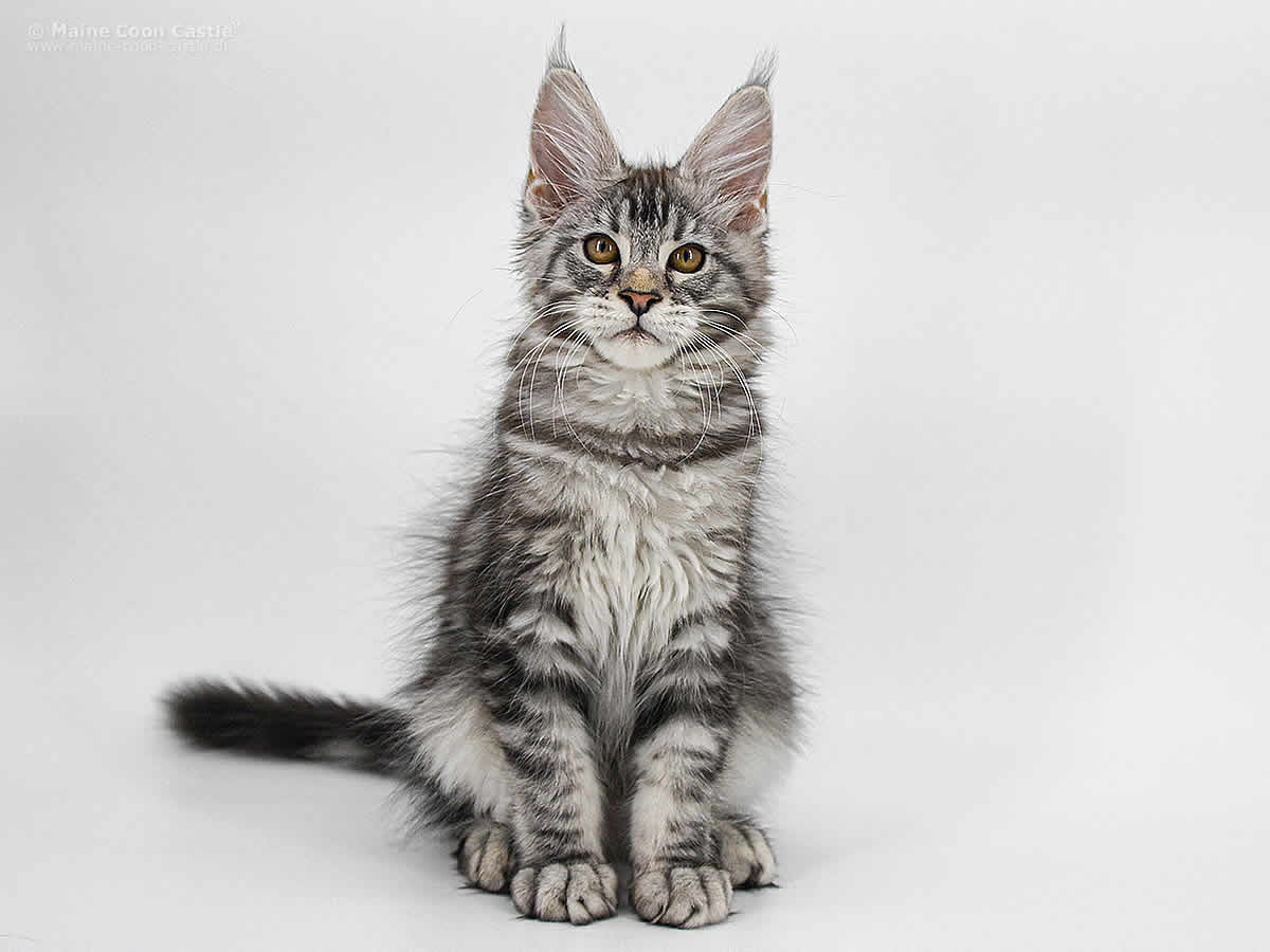 Finley of Maine Coon Castle Finley of Maine Coon Castle