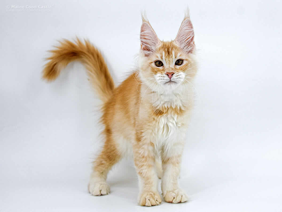 Flavio of Maine Coon Castle Flavio of Maine Coon Castle