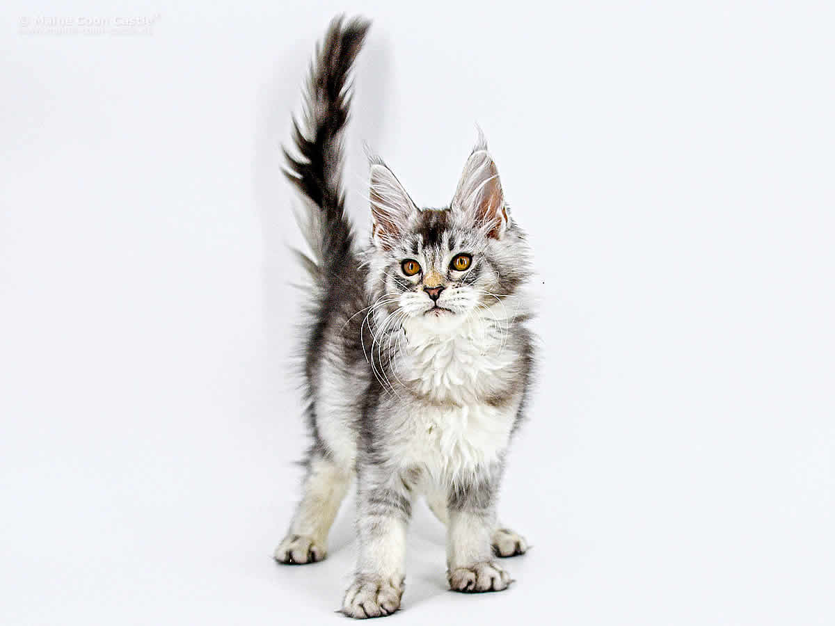 Franja of Maine Coon Castle Franja of Maine Coon Castle