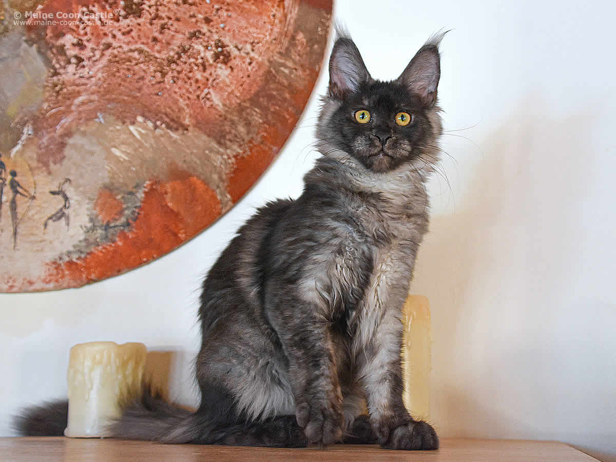 Franka of Maine Coon Castle Franka of Maine Coon Castle