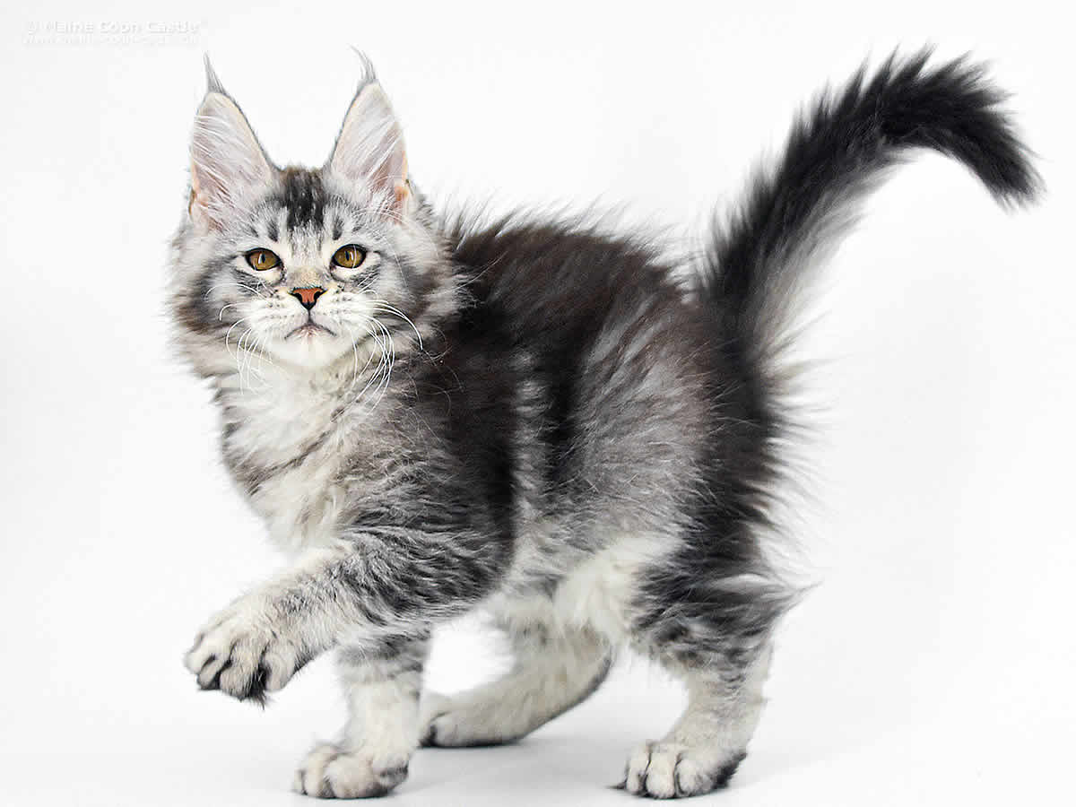 Franny of Maine Coon Castle Franny of Maine Coon Castle