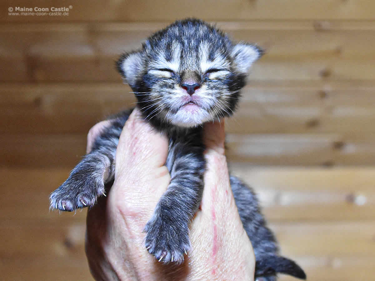 Gina 1 Woche, 193g Gina 1 Woche