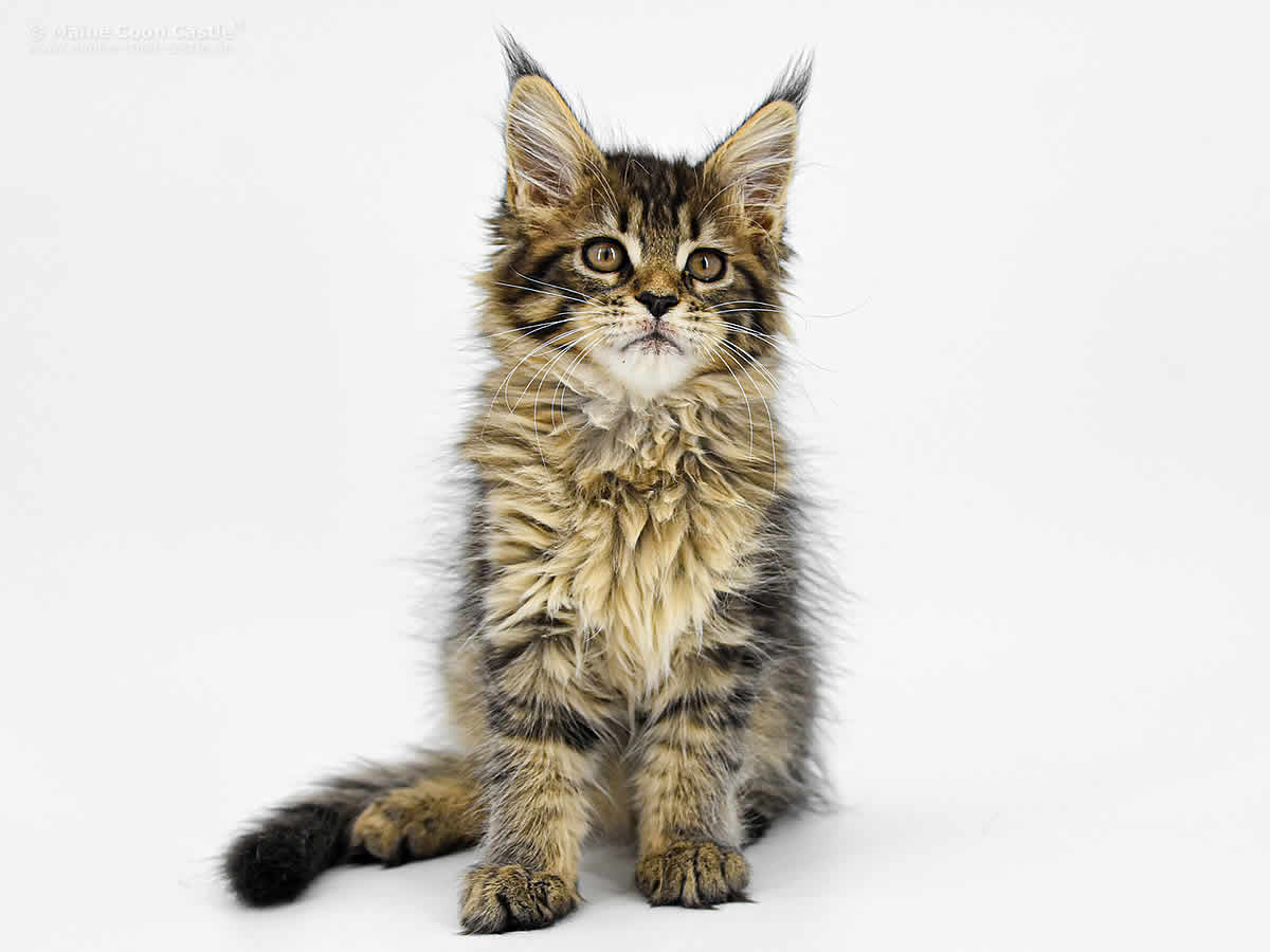 Gina 11 Wochen, 1210g Gina 11 Wochen