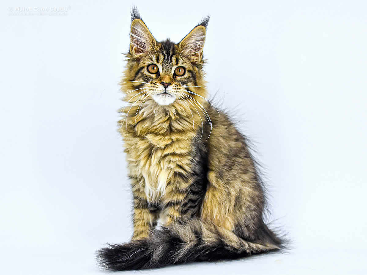 Gina 15 Wochen, 2010g Gina 15 Wochen