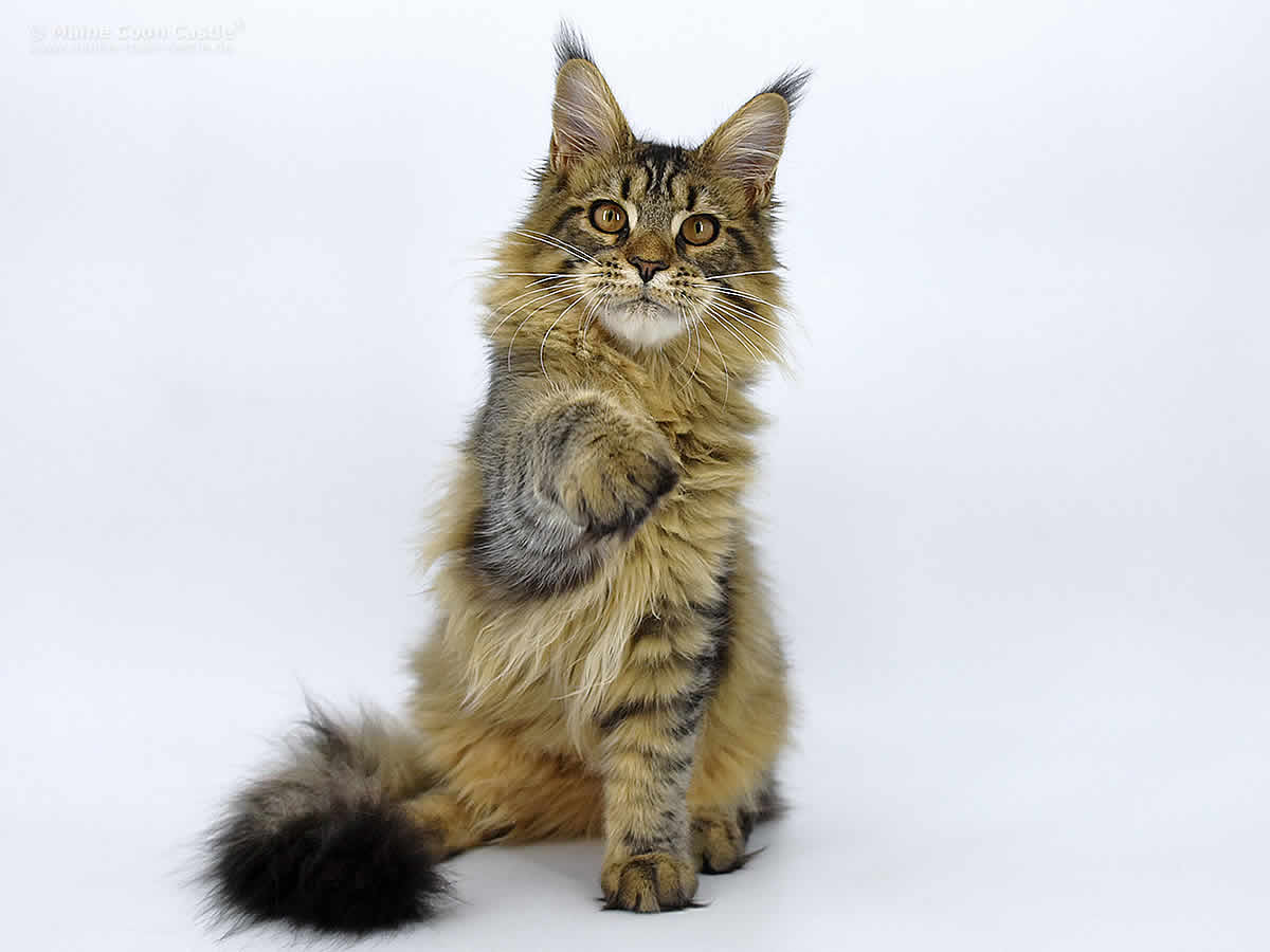 Gina of Maine Coon Castle Gina of Maine Coon Castle