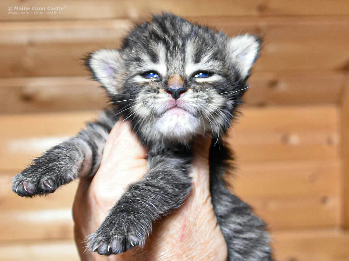 Gina 2 Wochen, 294g Gina 2 Wochen