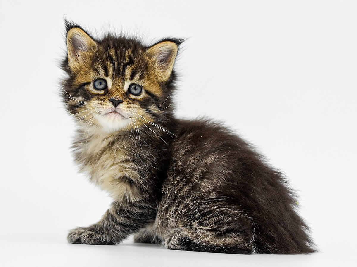 Gina 5 Wochen, 483g Gina 5 Wochen