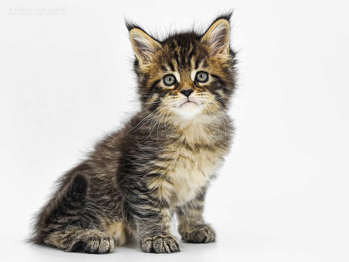 Gina 6 Wochen, 620g Gina 6 Wochen