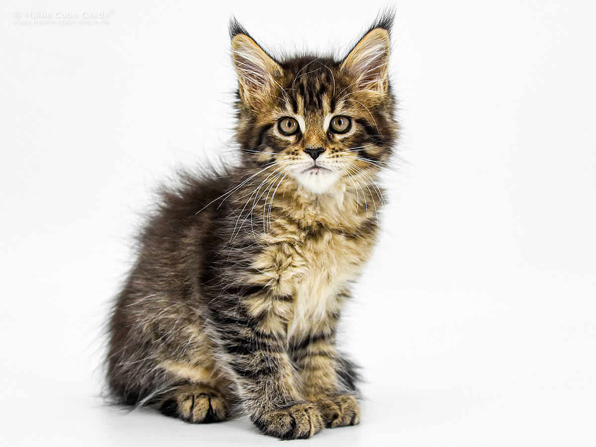 Gina 9 Wochen, 1041g Gina 9 Wochen