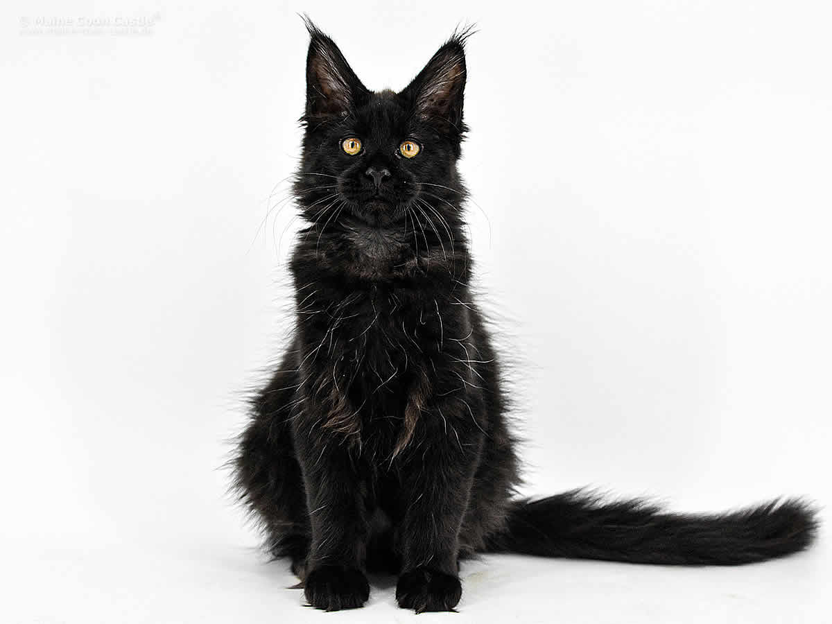 Gordie of Maine Coon Castle Gordie of Maine Coon Castle