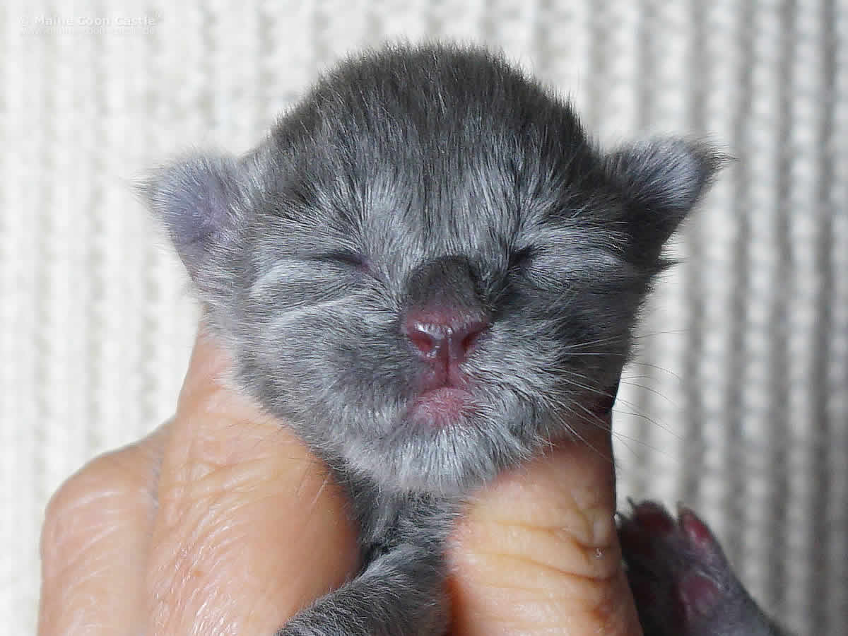 Greg 1 Tag Greg 1 Tag