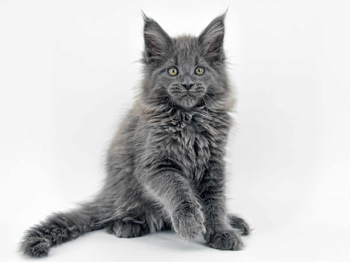 Greg 11 Wochen, 1370g Greg 11 Wochen