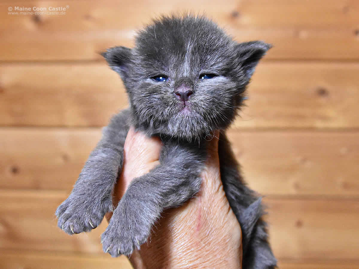 Greg 2 Wochen, 337g Greg 2 Wochen