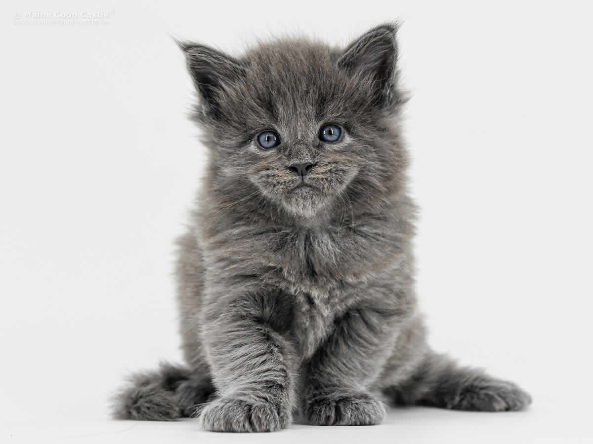 Greg 5 Wochen, 636g Greg 5 Wochen