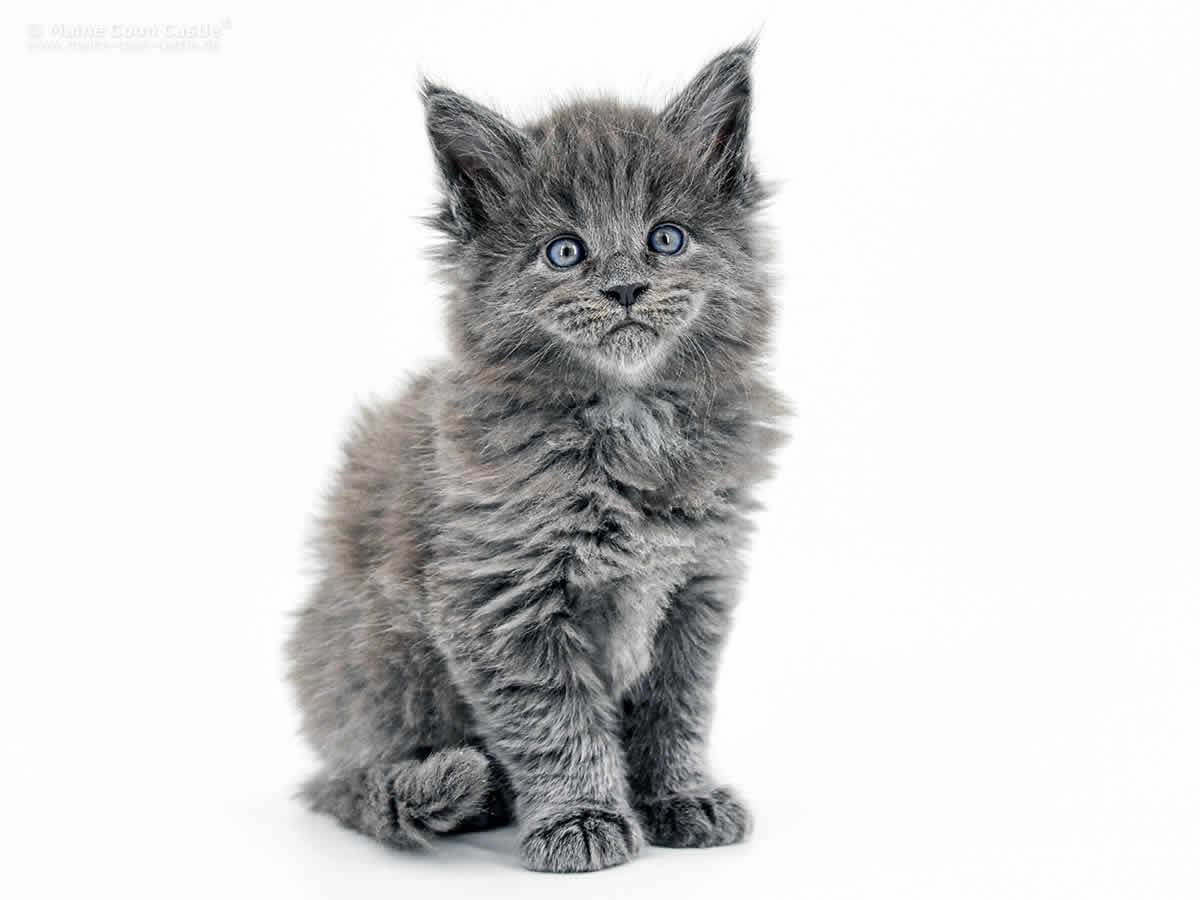 Greg 6 Wochen, 830g Greg 6 Wochen