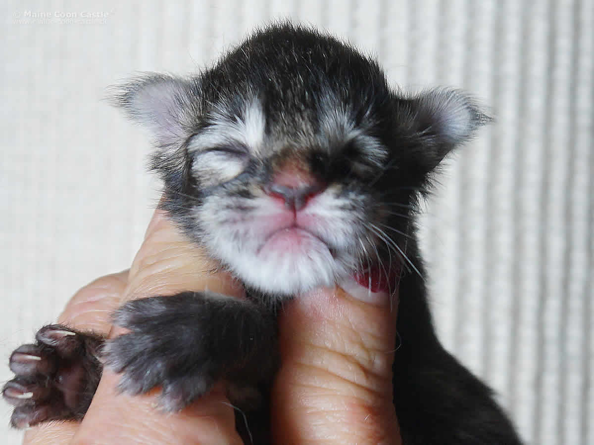 Gretel 1 Tag Gretel 1 Tag