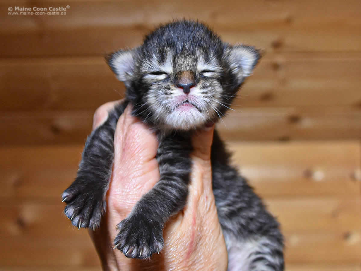 Gretel 1 Woche, 215g Gretel 1 Woche