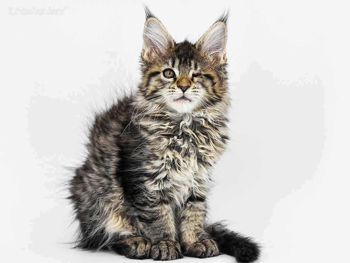 Gretel 11 Wochen, 1375g Gretel 11 Wochen