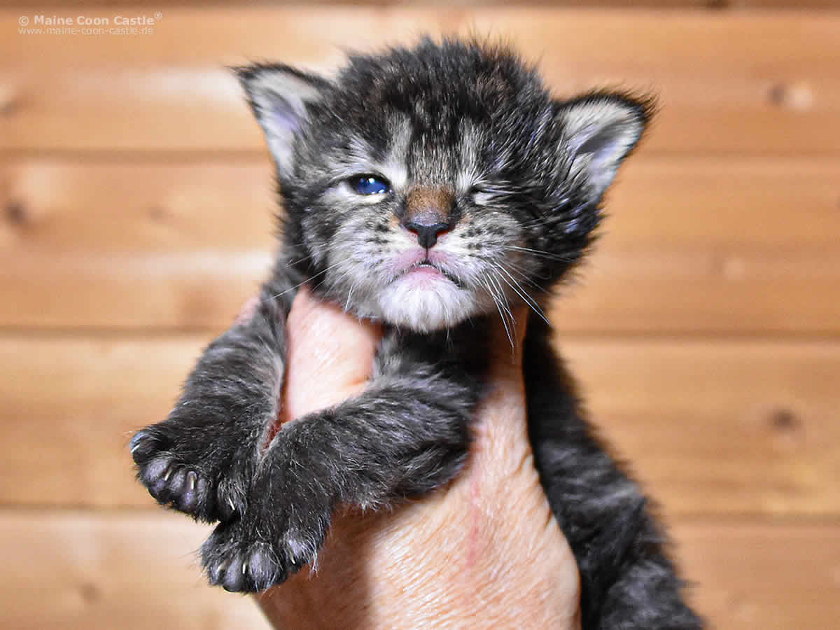 Gretel 2 Wochen, 335g Gretel 2 Wochen