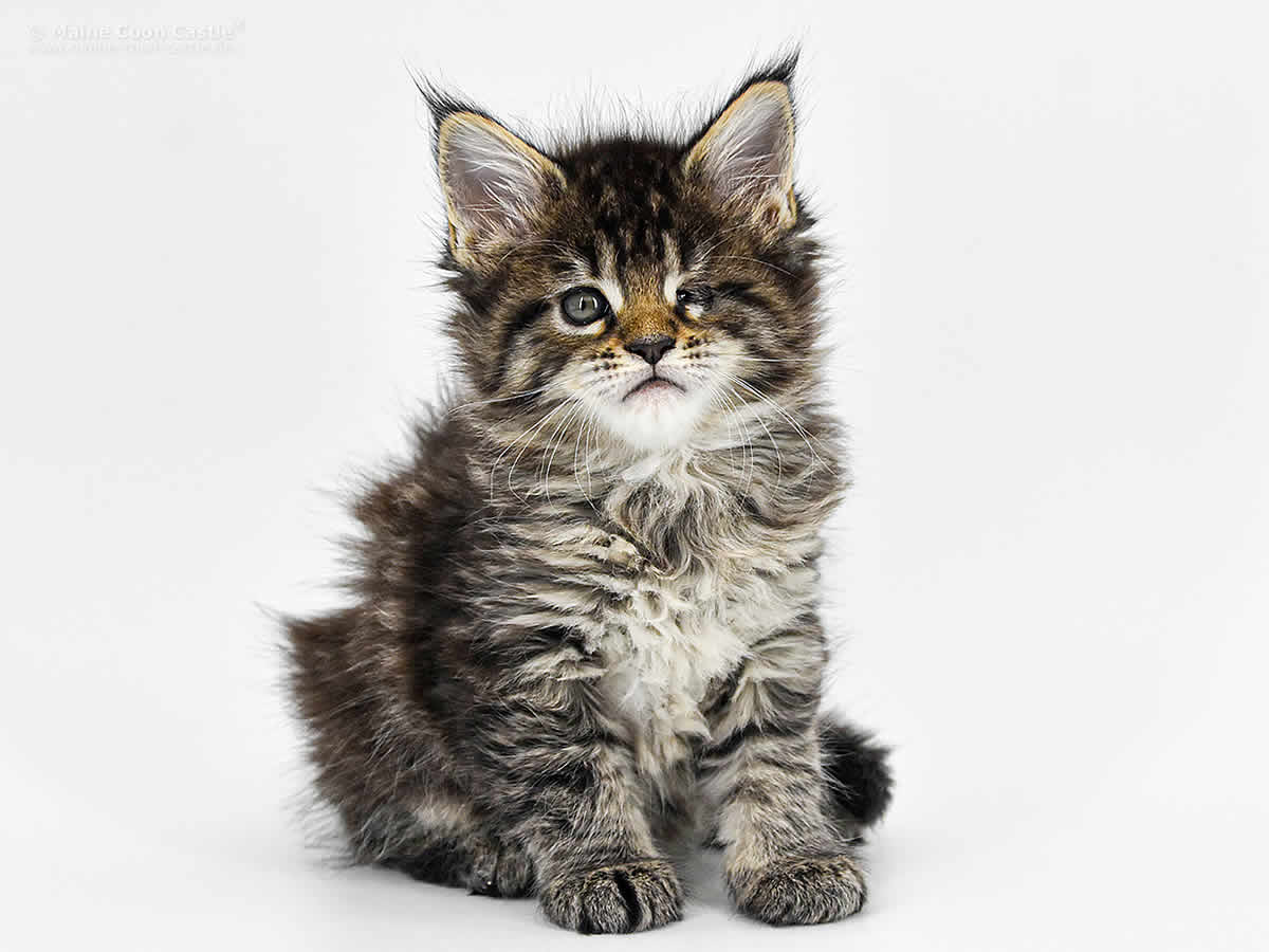 Gretel 6 Wochen, 750g Gretel 6 Wochen