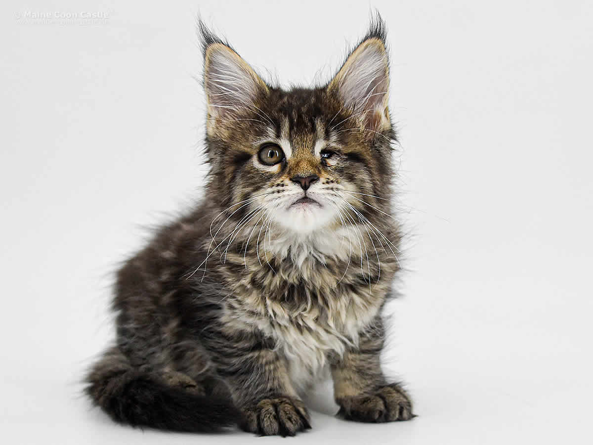 Gretel 9 Wochen, 1221g Gretel 9 Wochen