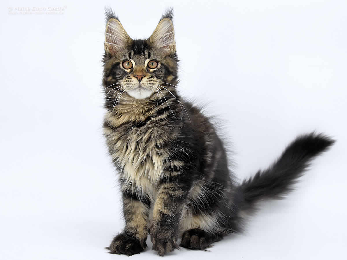 Haris of Maine Coon Castle Haris of Maine Coon Castle