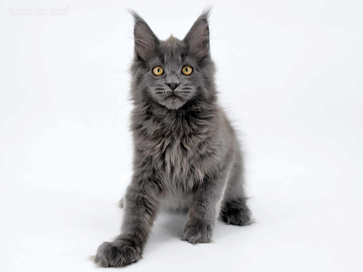 Haro of Maine Coon Castle Haro of Maine Coon Castle