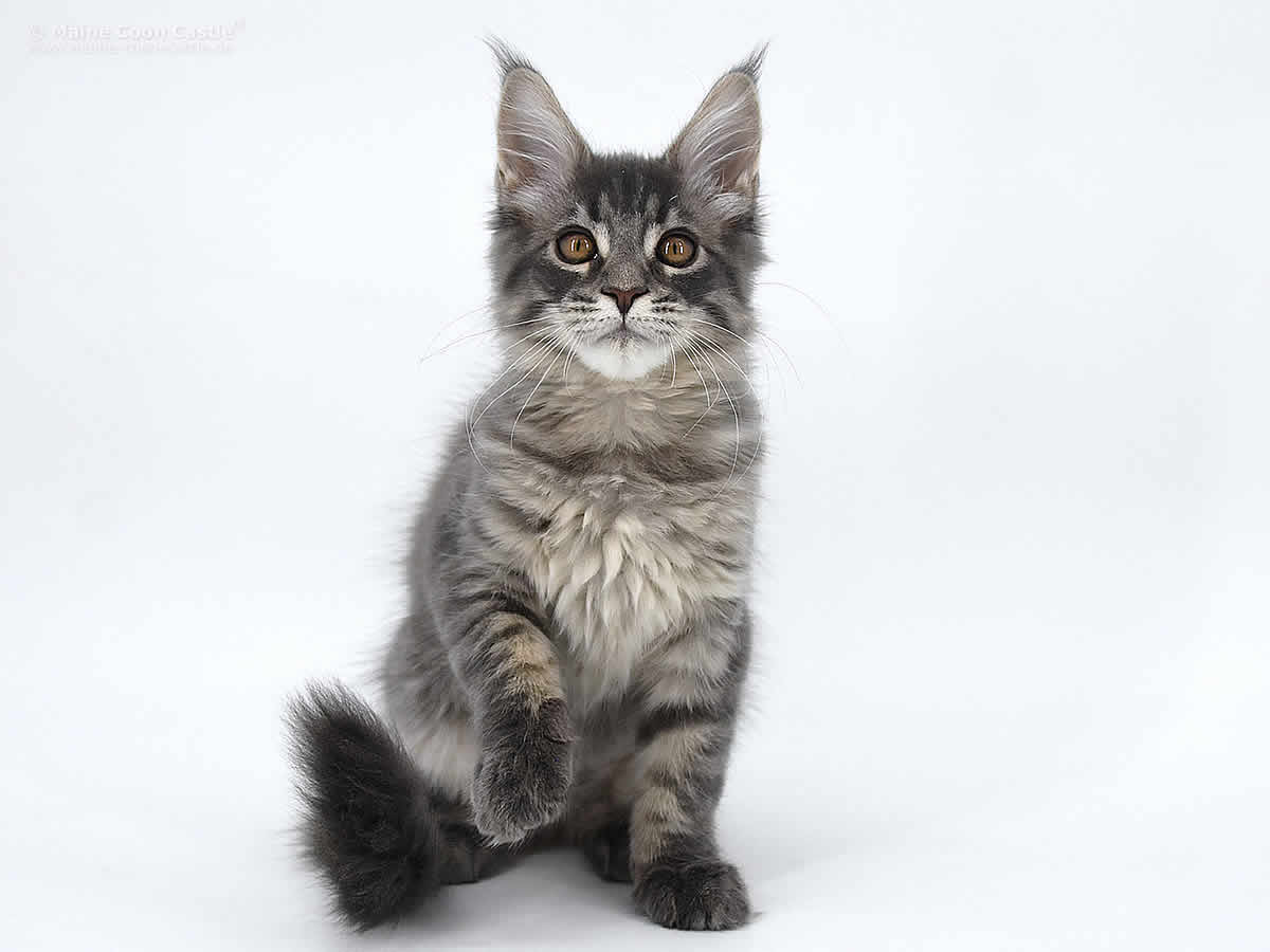 Heidi of Maine Coon Castle Heidi of Maine Coon Castle