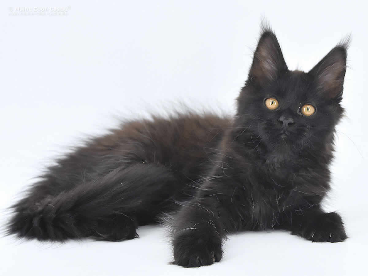 Hertha of Maine Coon Castle Hertha of Maine Coon Castle
