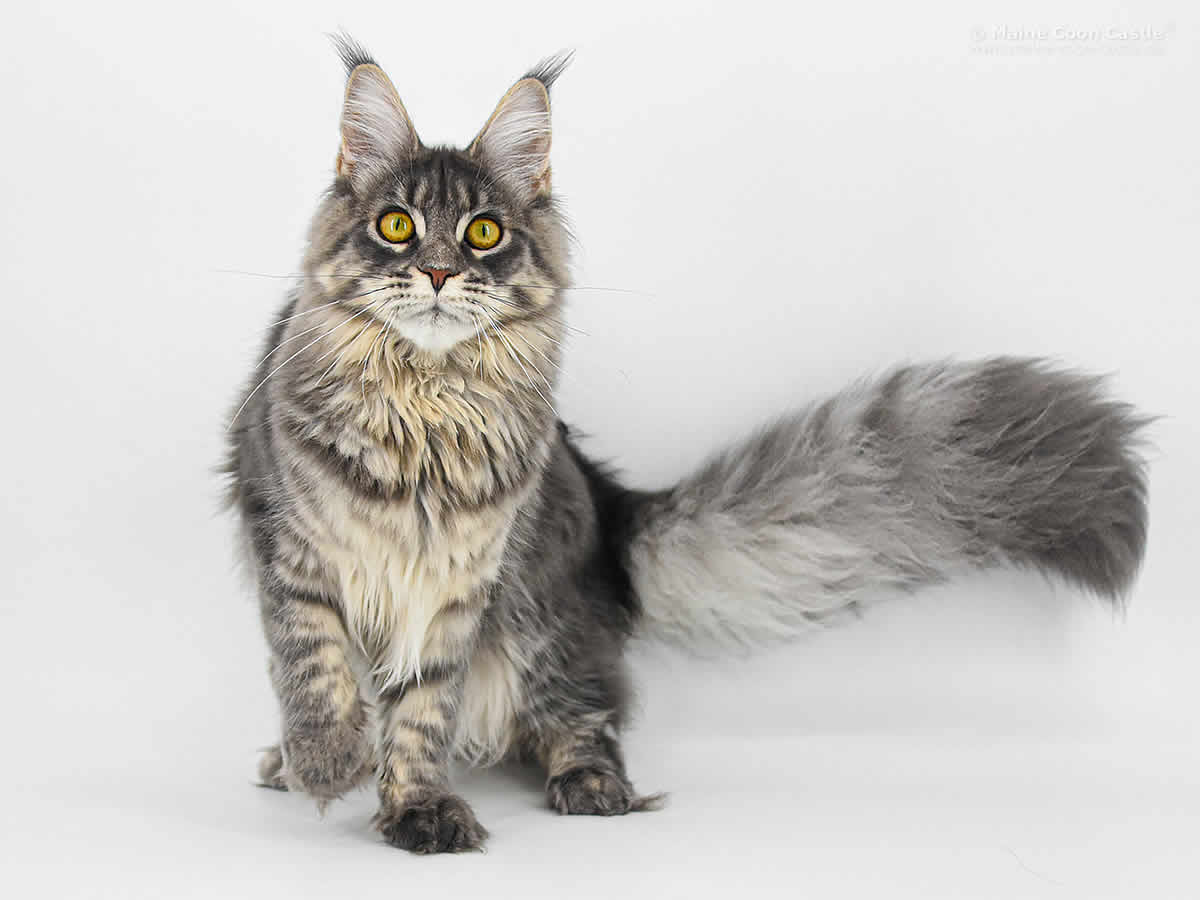 Hilde of Maine Coon Castle Hilde of Maine Coon Castle