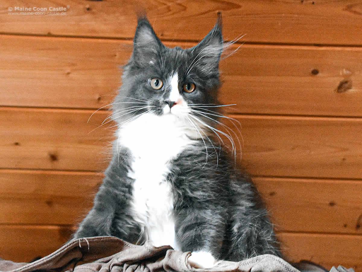 Indy of Maine Coon Castle Indy of Maine Coon Castle