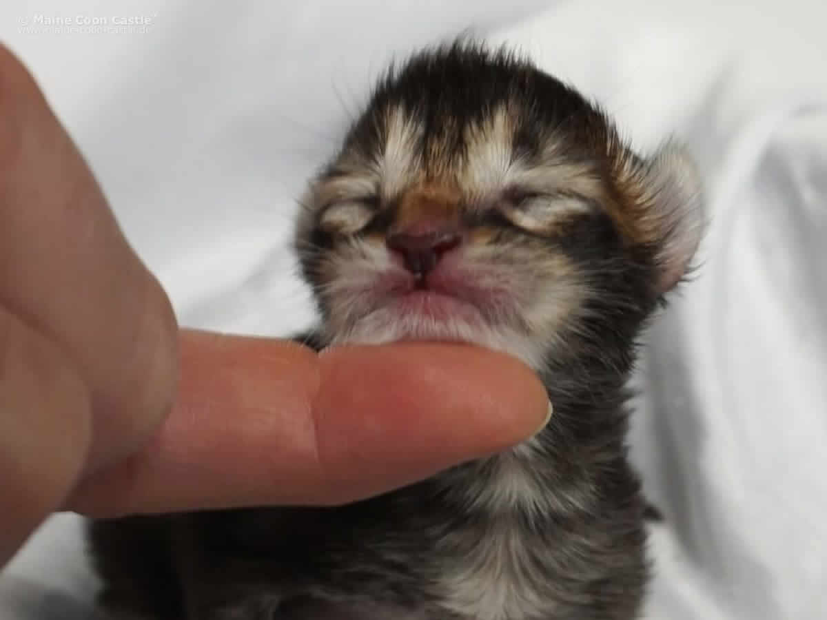 Nick 1 Tag alt Nick 1 Tag